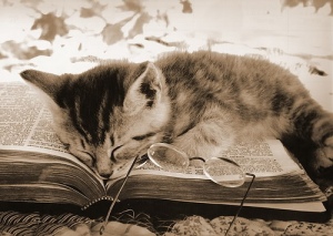 kitty-sleeps-on-book.jpg?w=300&h=213